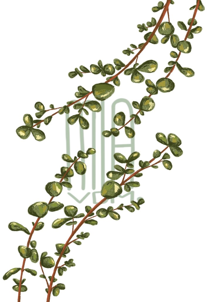 Illustration Portfolio